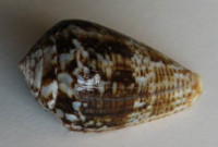 Conus guanche , Lauer, 1993